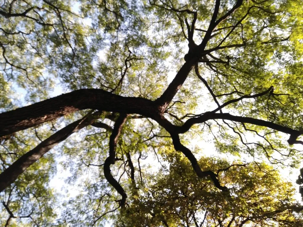 low-angle photography of green-leafed tree
